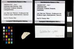 Foto (Objekt + Etiketten) von Galatheites zitteli (Moericke, 1889) 